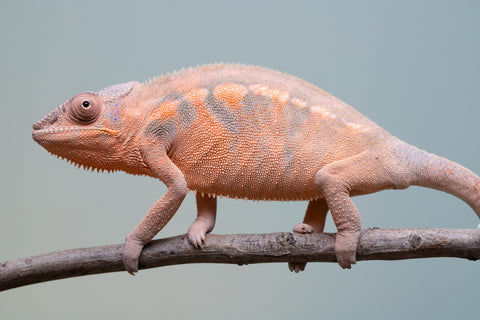 Pet Female Program! - 6 - 9 Month Old Individual - Female #3