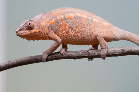 Pet Female Program! - 6 - 9 Month Old Individual - Female #3