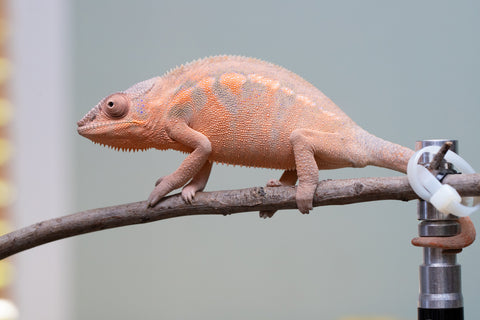 Pet Female Program! - 6 - 9 Month Old Individual - Female #3