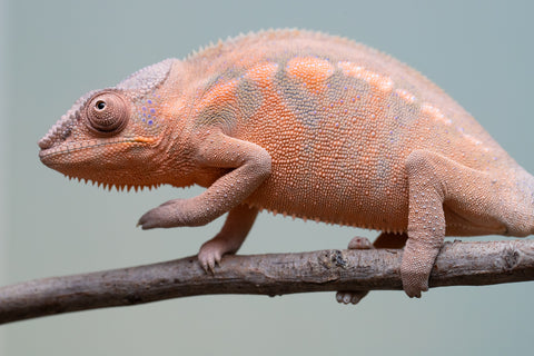 Pet Female Program! - 6 - 9 Month Old Individual - Female #3