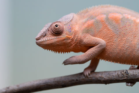 Pet Female Program! - 6 - 9 Month Old Individual - Female #3