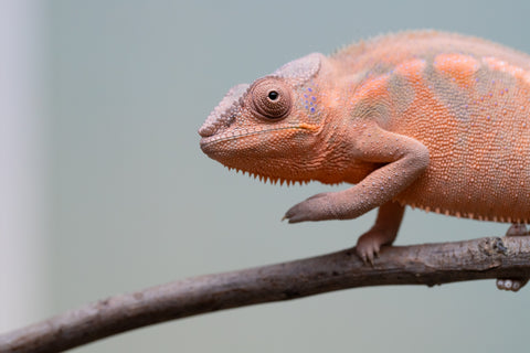 Pet Female Program! - 6 - 9 Month Old Individual - Female #3