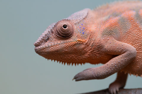 Pet Female Program! - 6 - 9 Month Old Individual - Female #3