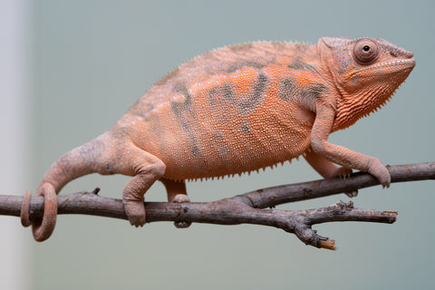 Pet Female Program! - 6 - 9 Month Old Individual - Female #3