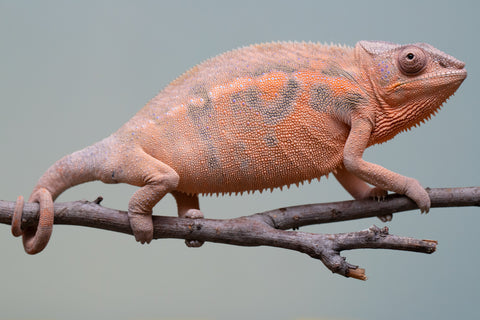 Pet Female Program! - 6 - 9 Month Old Individual - Female #3