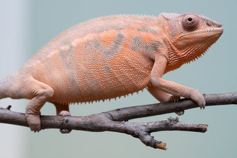 Pet Female Program! - 6 - 9 Month Old Individual - Female #3