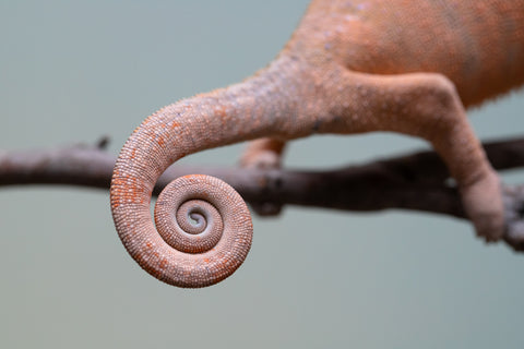 Pet Female Program! - 6 - 9 Month Old Individual - Female #3