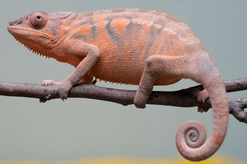 Pet Female Program! - 6 - 9 Month Old Individual - Female #3