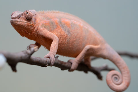 Pet Female Program! - 6 - 9 Month Old Individual - Female #3