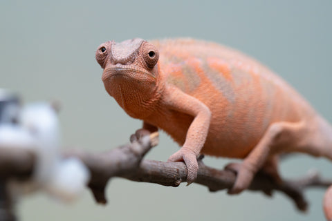 Pet Female Program! - 6 - 9 Month Old Individual - Female #3