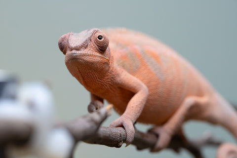 Pet Female Program! - 6 - 9 Month Old Individual - Female #3