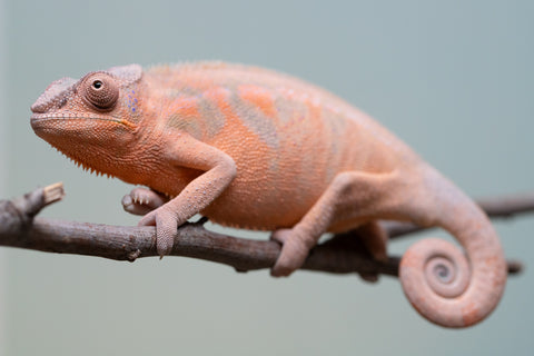 Pet Female Program! - 6 - 9 Month Old Individual - Female #3