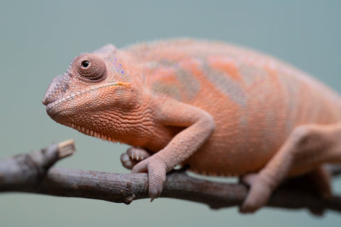 Pet Female Program! - 6 - 9 Month Old Individual - Female #3