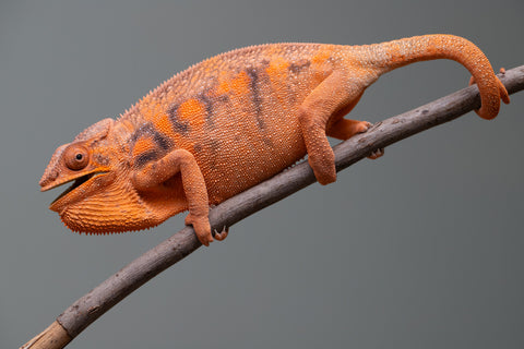 Pet Female Program: 7 - 8 Month Old Individual - Female #1