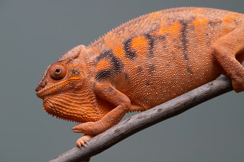 Pet Female Program: 7 - 8 Month Old Individual - Female #1