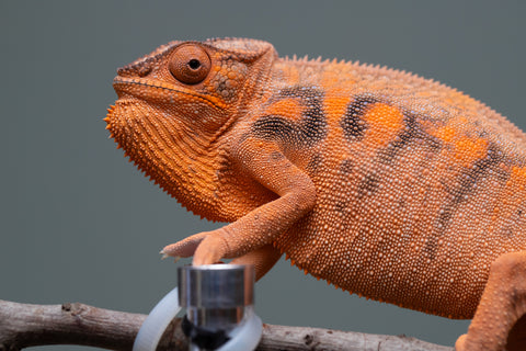 Pet Female Program: 7 - 8 Month Old Individual - Female #1