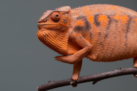 Pet Female Program: 7 - 8 Month Old Individual - Female #1