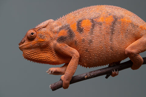 Pet Female Program: 7 - 8 Month Old Individual - Female #1