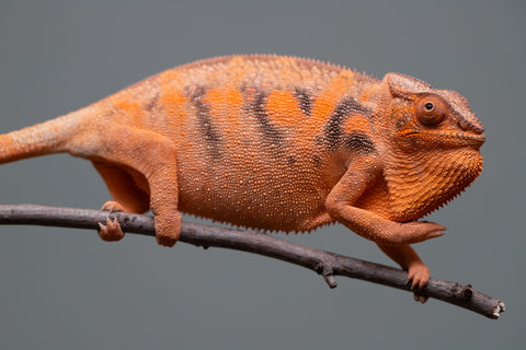 Pet Female Program: 7 - 8 Month Old Individual - Female #1