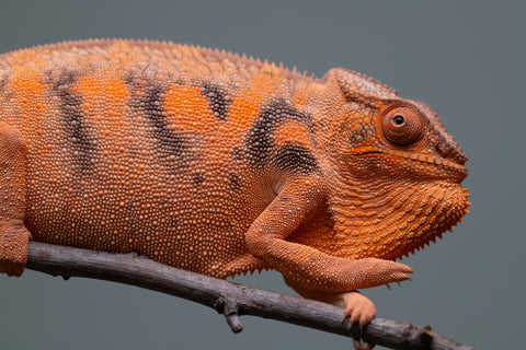 Pet Female Program: 7 - 8 Month Old Individual - Female #1