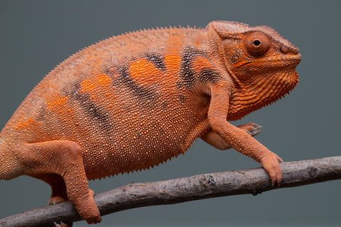 Pet Female Program: 7 - 8 Month Old Individual - Female #1