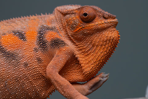 Pet Female Program: 7 - 8 Month Old Individual - Female #1