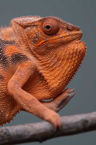 Pet Female Program: 7 - 8 Month Old Individual - Female #1