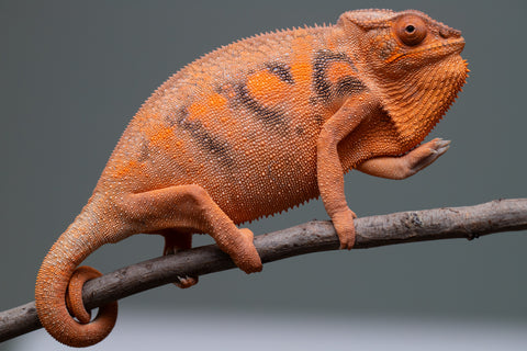 Pet Female Program: 7 - 8 Month Old Individual - Female #1