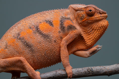 Pet Female Program: 7 - 8 Month Old Individual - Female #1