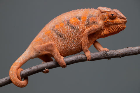 Pet Female Program: 7 - 8 Month Old Individual - Female #1