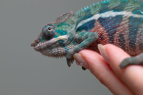 Holdbacks/Individuals: Locale Cross offspring from "Prince Imrahil" x "Mena Fitaingenana-lomboka" (AKA Red Riding Hood) - Hatched April 2025 - Male #2