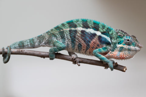 Holdbacks/Individuals: Locale Cross offspring from "Prince Imrahil" x "Mena Fitaingenana-lomboka" (AKA Red Riding Hood) - Hatched April 2025 - Male #2
