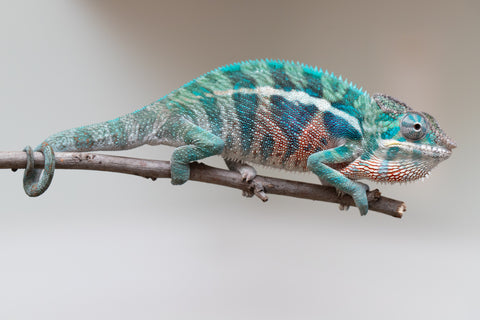 Holdbacks/Individuals: Locale Cross offspring from "Prince Imrahil" x "Mena Fitaingenana-lomboka" (AKA Red Riding Hood) - Hatched April 2025 - Male #2
