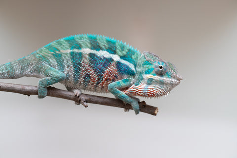 Holdbacks/Individuals: Locale Cross offspring from "Prince Imrahil" x "Mena Fitaingenana-lomboka" (AKA Red Riding Hood) - Hatched April 2025 - Male #2