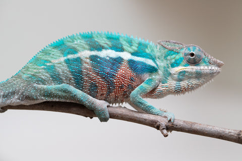 Holdbacks/Individuals: Locale Cross offspring from "Prince Imrahil" x "Mena Fitaingenana-lomboka" (AKA Red Riding Hood) - Hatched April 2025 - Male #2