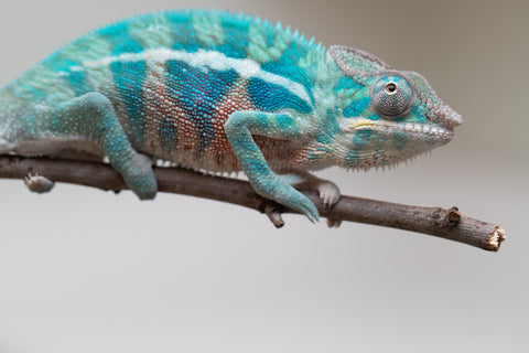 Holdbacks/Individuals: Locale Cross offspring from "Prince Imrahil" x "Mena Fitaingenana-lomboka" (AKA Red Riding Hood) - Hatched April 2025 - Male #2