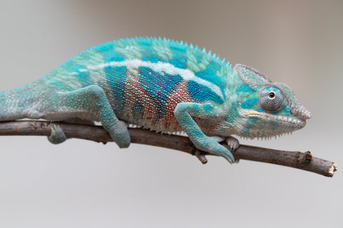 Holdbacks/Individuals: Locale Cross offspring from "Prince Imrahil" x "Mena Fitaingenana-lomboka" (AKA Red Riding Hood) - Hatched April 2025 - Male #2