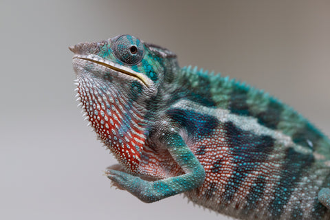 Holdbacks/Individuals: Locale Cross offspring from "Prince Imrahil" x "Mena Fitaingenana-lomboka" (AKA Red Riding Hood) - Hatched April 2025 - Male #2