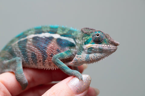 Holdbacks/Individuals: Locale Cross offspring from "Prince Imrahil" x "Mena Fitaingenana-lomboka" (AKA Red Riding Hood) - Hatched April 2025 - Male #2