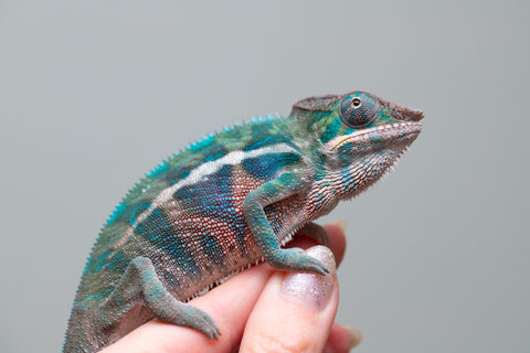 Holdbacks/Individuals: Locale Cross offspring from "Prince Imrahil" x "Mena Fitaingenana-lomboka" (AKA Red Riding Hood) - Hatched April 2025 - Male #2