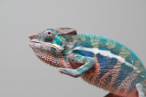 Holdbacks/Individuals: Locale Cross offspring from "Prince Imrahil" x "Mena Fitaingenana-lomboka" (AKA Red Riding Hood) - Hatched April 2025 - Male #2