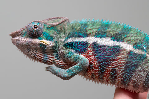 Holdbacks/Individuals: Locale Cross offspring from "Prince Imrahil" x "Mena Fitaingenana-lomboka" (AKA Red Riding Hood) - Hatched April 2025 - Male #2