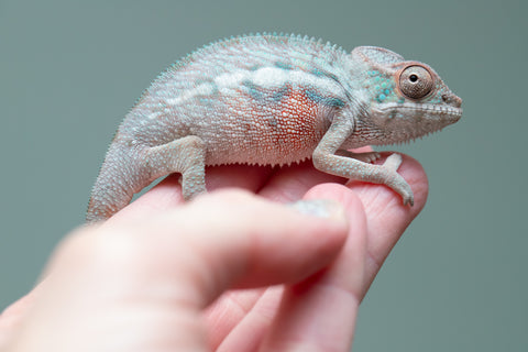Holdbacks/Individuals: Locale Cross offspring from "Prince Imrahil" x "Mena Fitaingenana-lomboka" (AKA Red Riding Hood) - Hatched June 2025 - Male #1