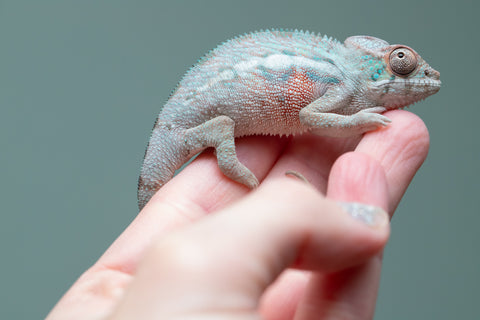 Holdbacks/Individuals: Locale Cross offspring from "Prince Imrahil" x "Mena Fitaingenana-lomboka" (AKA Red Riding Hood) - Hatched June 2025 - Male #1