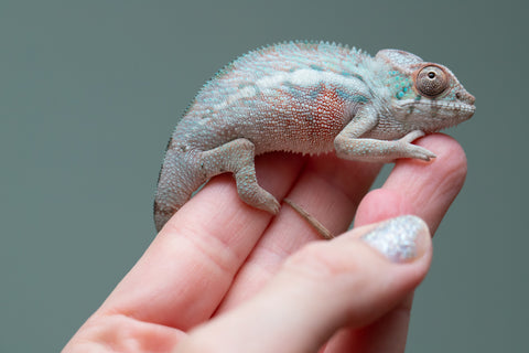 Holdbacks/Individuals: Locale Cross offspring from "Prince Imrahil" x "Mena Fitaingenana-lomboka" (AKA Red Riding Hood) - Hatched June 2025 - Male #1