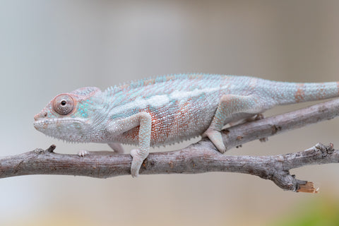 Holdbacks/Individuals: Locale Cross offspring from "Prince Imrahil" x "Mena Fitaingenana-lomboka" (AKA Red Riding Hood) - Hatched June 2025 - Male #1