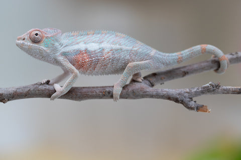 Holdbacks/Individuals: Locale Cross offspring from "Prince Imrahil" x "Mena Fitaingenana-lomboka" (AKA Red Riding Hood) - Hatched June 2025 - Male #1