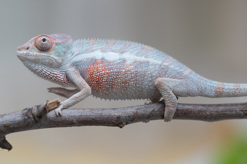 Holdbacks/Individuals: Locale Cross offspring from "Prince Imrahil" x "Mena Fitaingenana-lomboka" (AKA Red Riding Hood) - Hatched June 2025 - Male #1