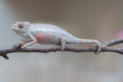 Holdbacks/Individuals: Locale Cross offspring from "Prince Imrahil" x "Mena Fitaingenana-lomboka" (AKA Red Riding Hood) - Hatched June 2025 - Male #1