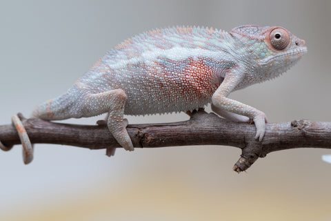 Holdbacks/Individuals: Locale Cross offspring from "Prince Imrahil" x "Mena Fitaingenana-lomboka" (AKA Red Riding Hood) - Hatched June 2025 - Male #1